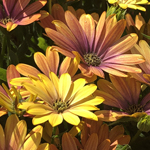 Osteospermum Soleo Glow
